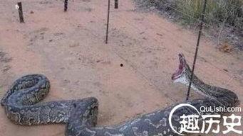 安徽巨蟒渡劫事件视频