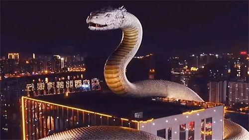 安徽巨蟒渡劫事件视频