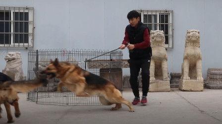 狼狗视频打架视频,一场惊心动魄的街头较量