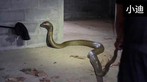 捕捉眼镜王蛇视频,捕捉眼镜王蛇惊心动魄瞬间