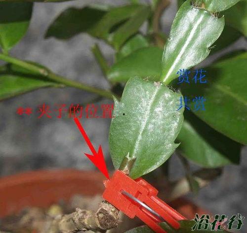 叶仙嫁接蟹爪兰视频,打造独特家居绿植风采