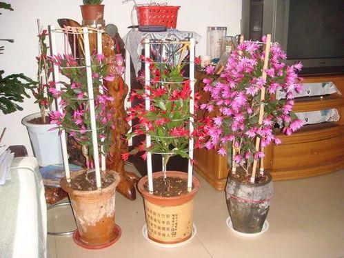 叶仙嫁接蟹爪兰视频,打造独特家居绿植风采