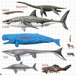 梅尔维尔鲸视频