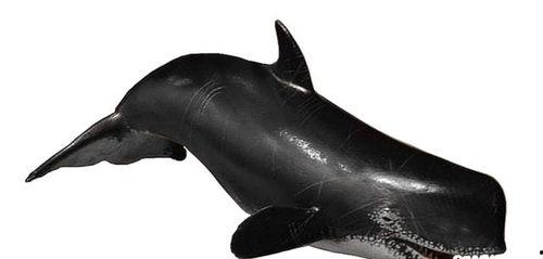 梅尔维尔鲸视频