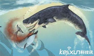 梅尔维尔鲸视频